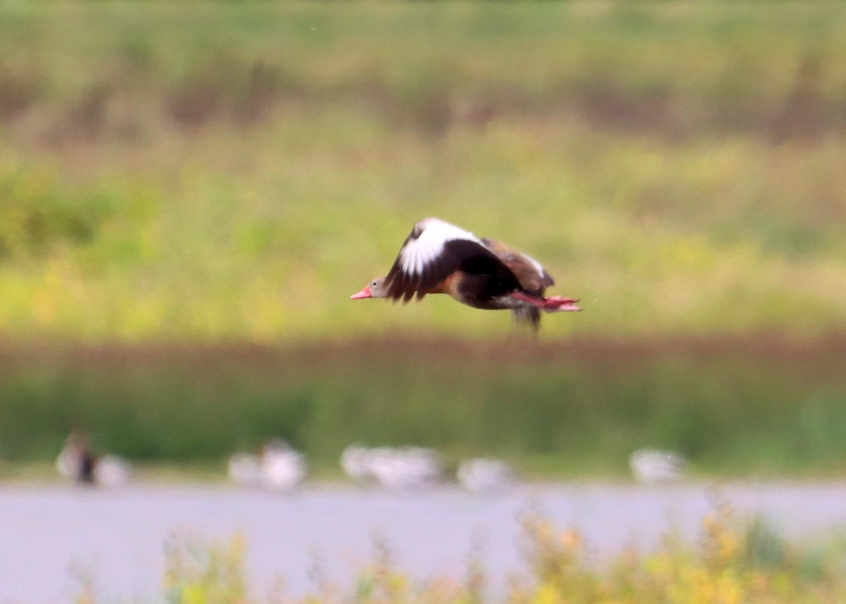 Black-bellied Whistling-Duck - ML607611431