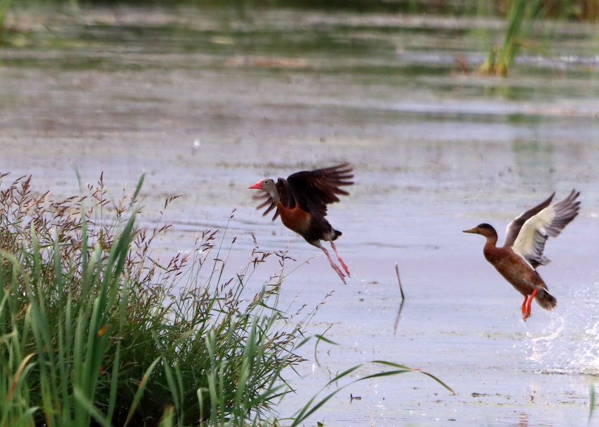 Black-bellied Whistling-Duck - ML607611441