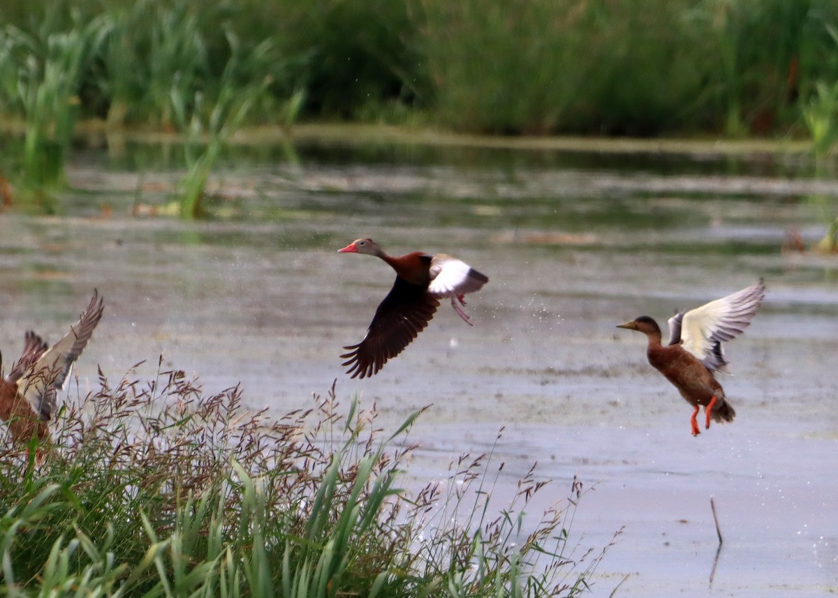 Black-bellied Whistling-Duck - ML607611451