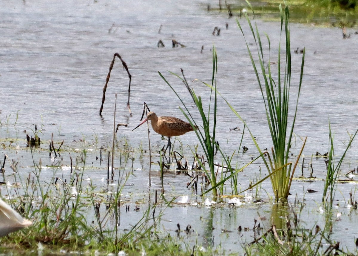 Marbled Godwit - ML607611681