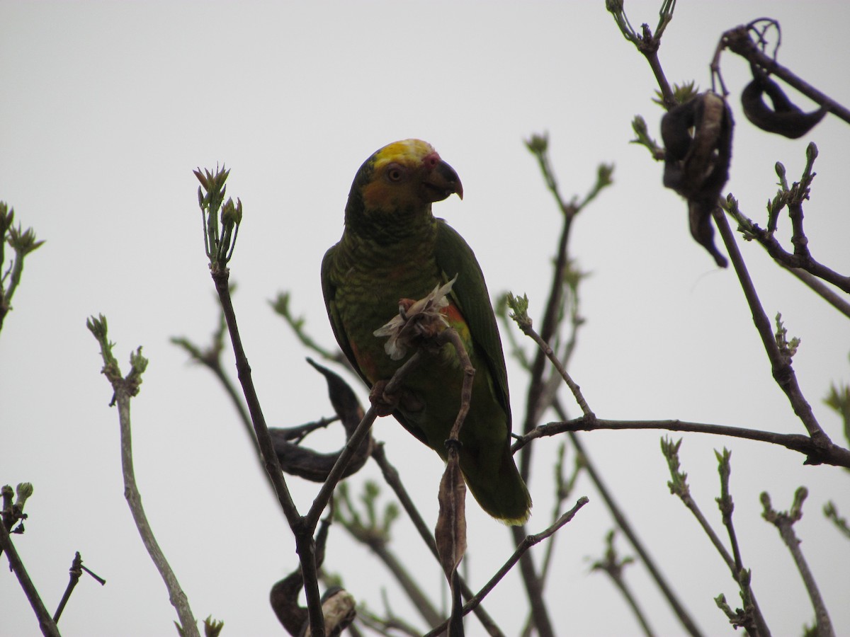 Yellow-faced Parrot - Giovana Franco Silva