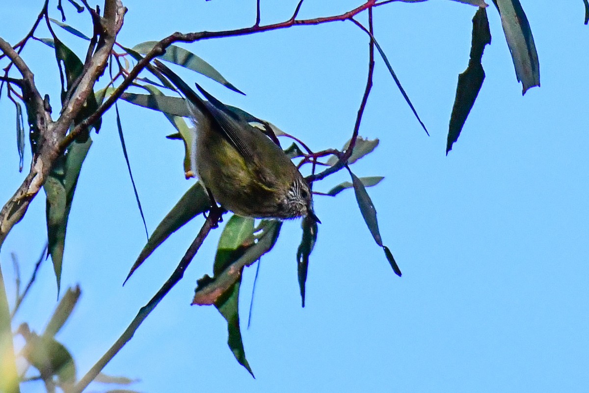 Striated Thornbill - ML607612461