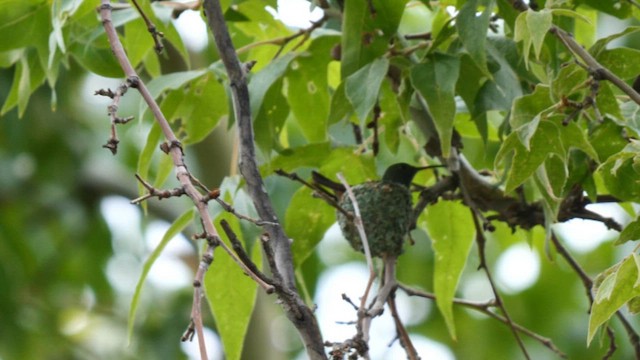 kolibřík mexický - ML607614121