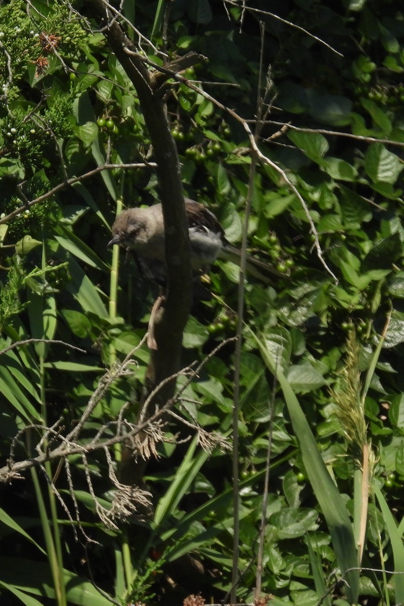 Northern Mockingbird - Larry Gaugler