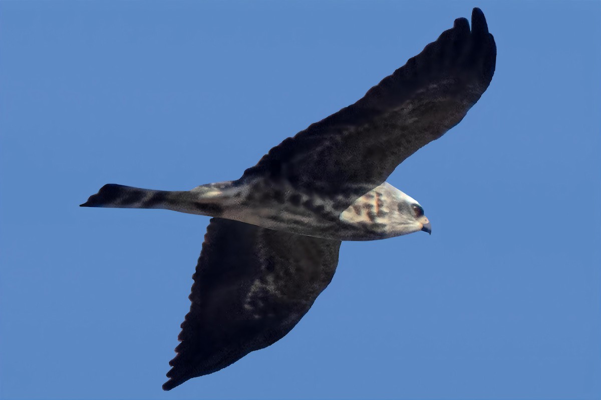 Mississippi Kite - Dale Bargmann