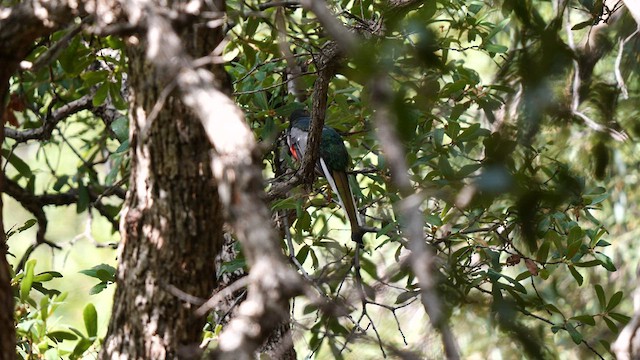 Elegant Trogon (Coppery-tailed) - ML607617401