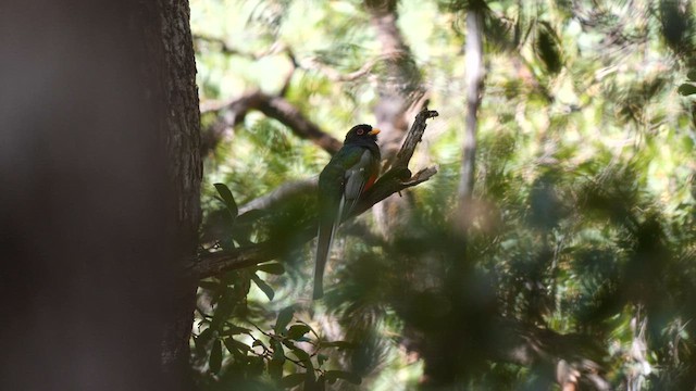 Elegant Trogon (Coppery-tailed) - ML607617411