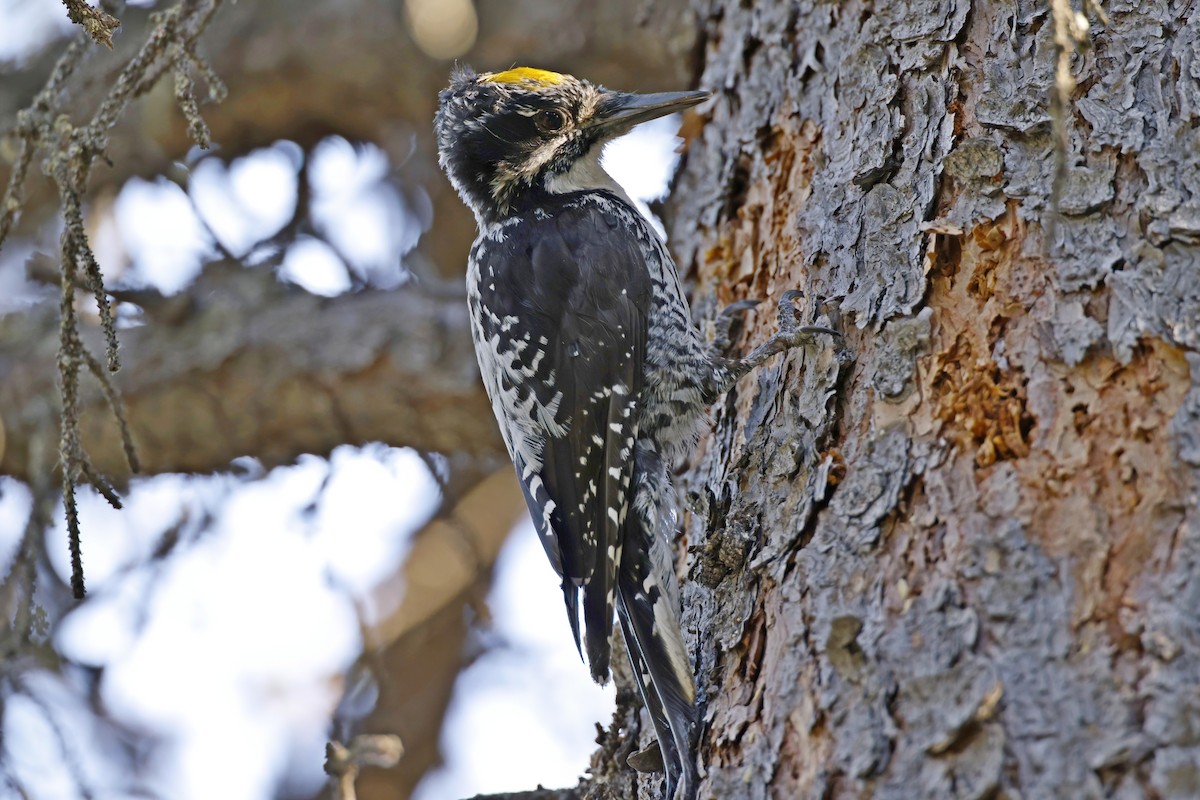 American Three-toed Woodpecker - Marcin Sidelnik