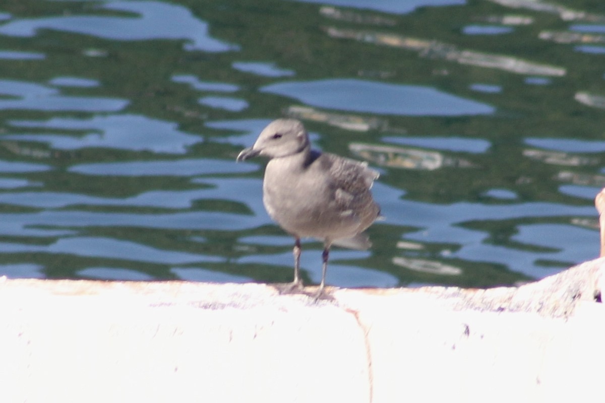 Glaucous-winged Gull - ML607618741