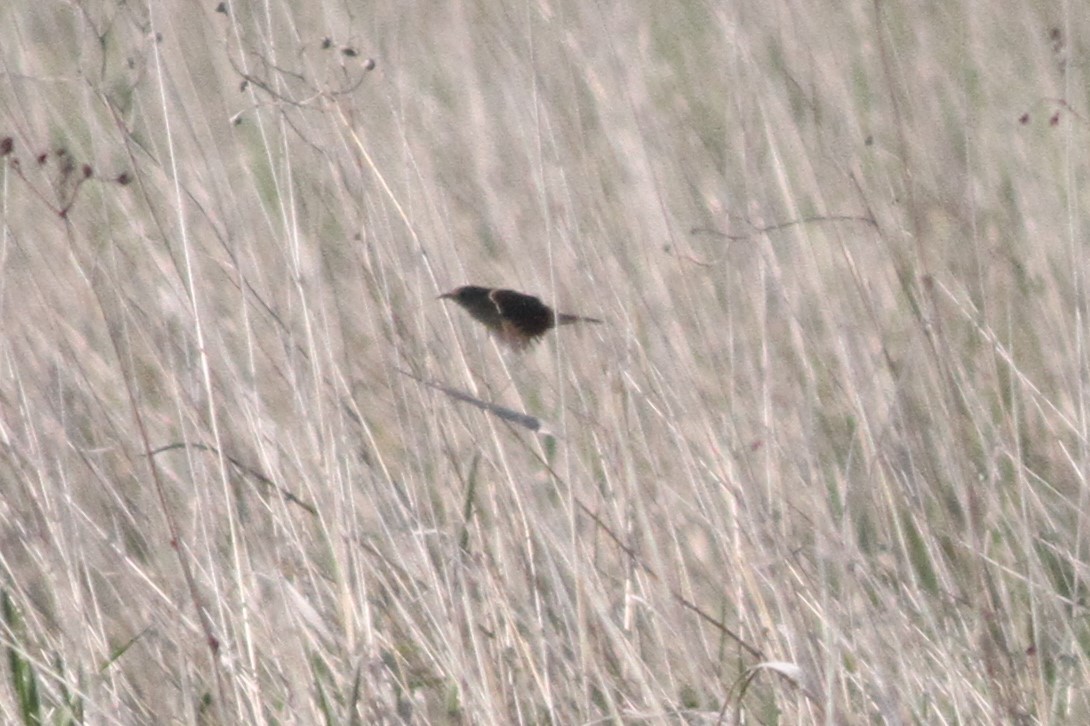 Sedge Wren - Ron Weeks