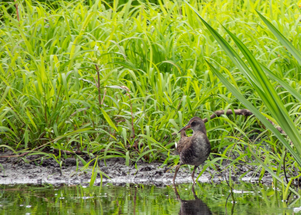 Water Rail - ML607619111