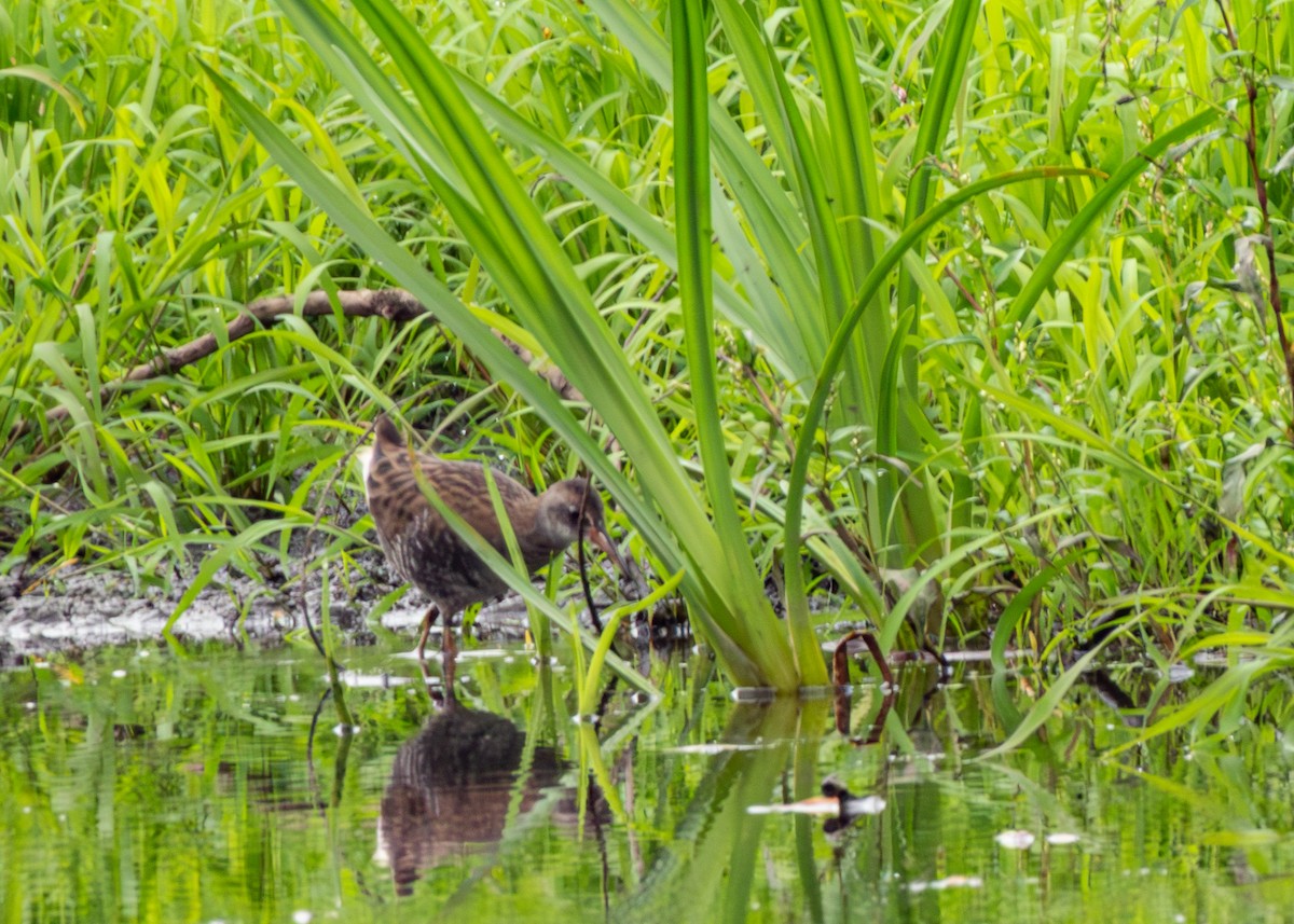 Water Rail - ML607619121