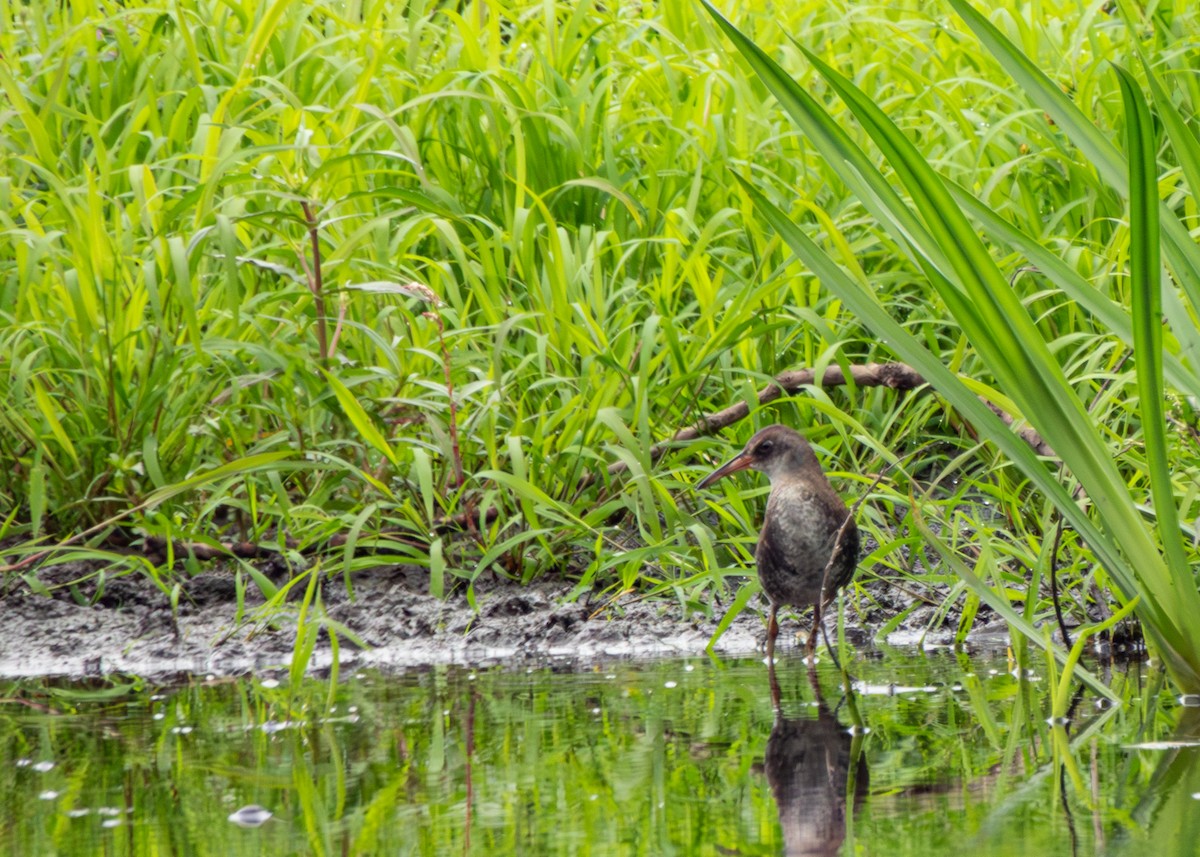 Water Rail - ML607619141