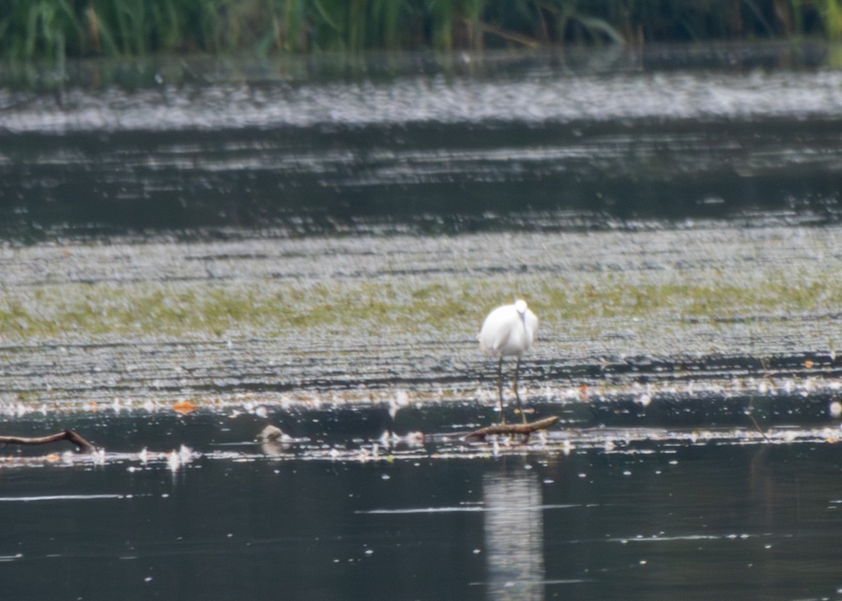 小白鷺 - ML607619711