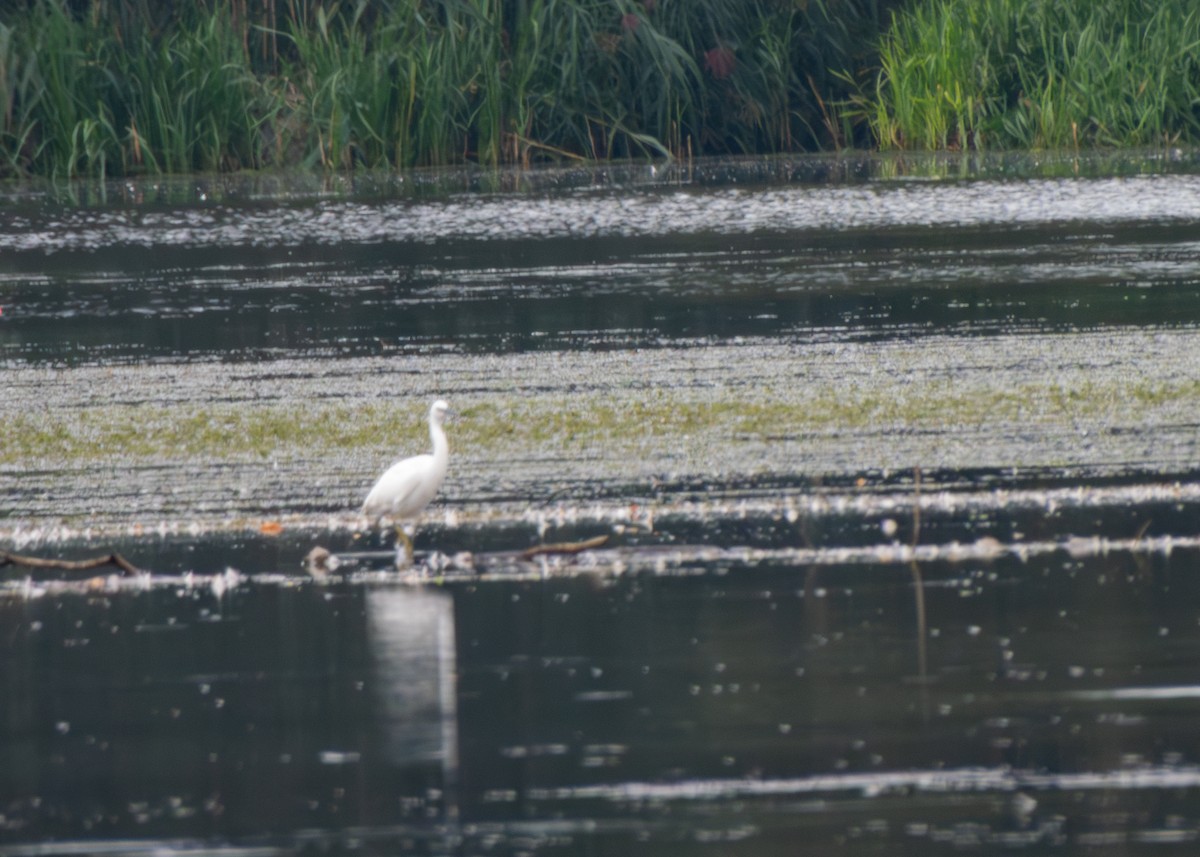 Little Egret - ML607619731