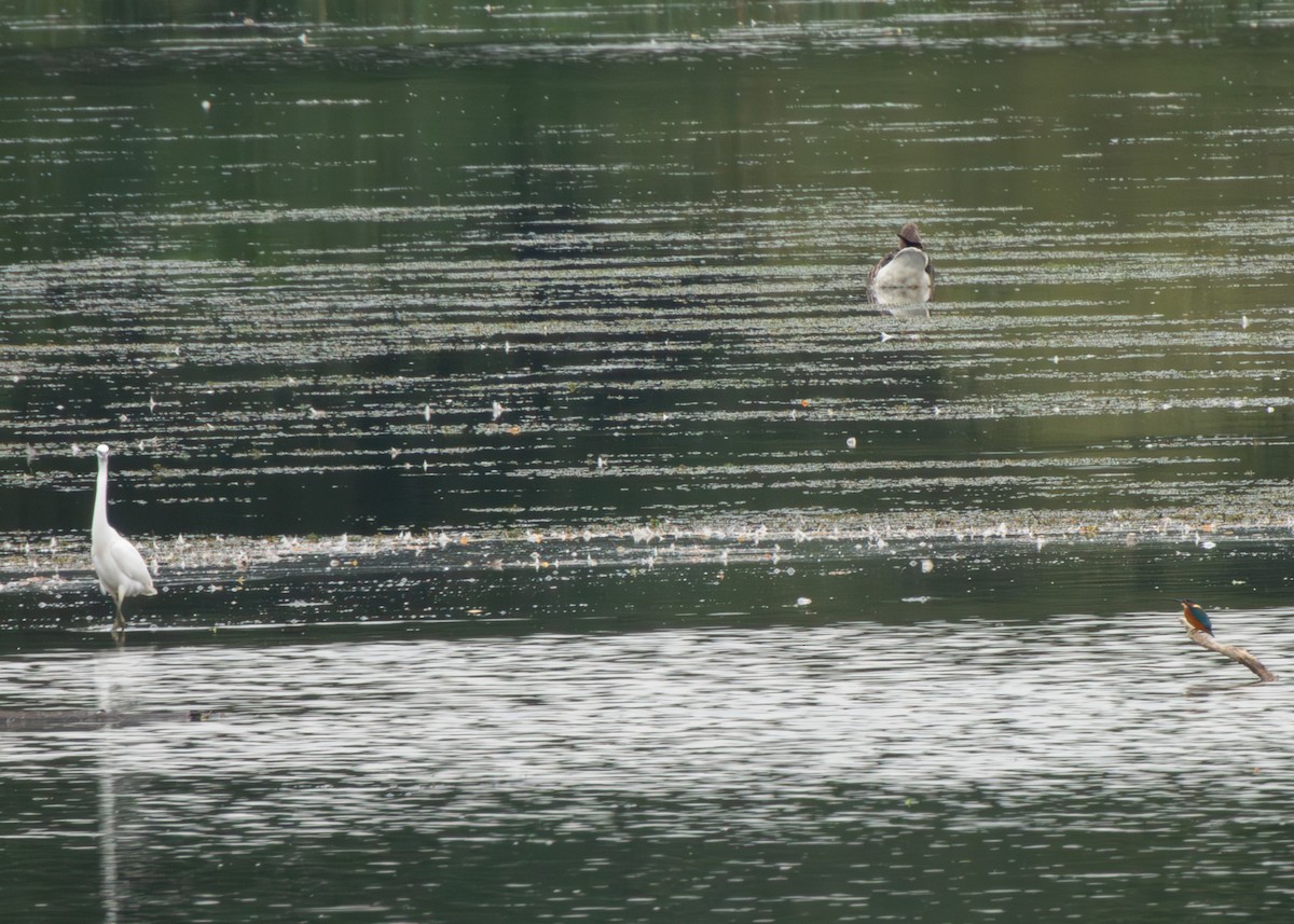 Little Egret - ML607619741