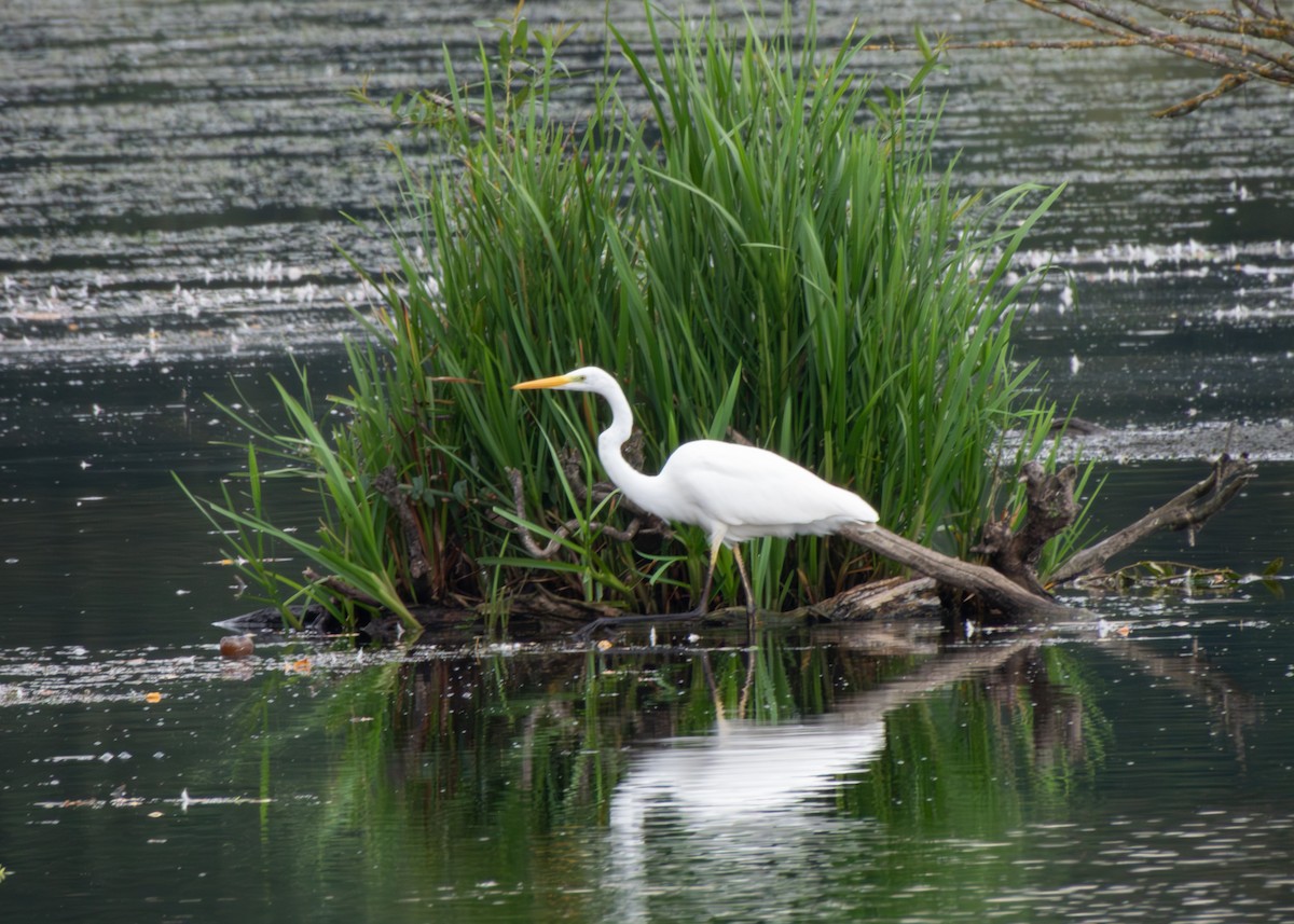 Great Egret - ML607620021