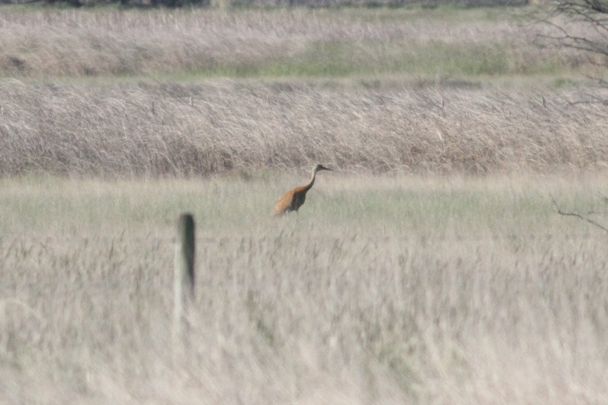 Sandhill Crane - ML60762031