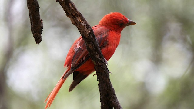 Summer Tanager - ML607620941