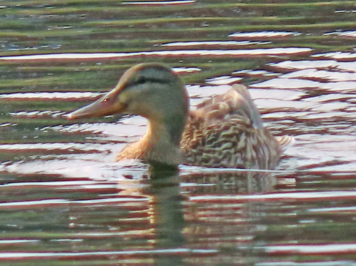 Mallard - Jim Scott