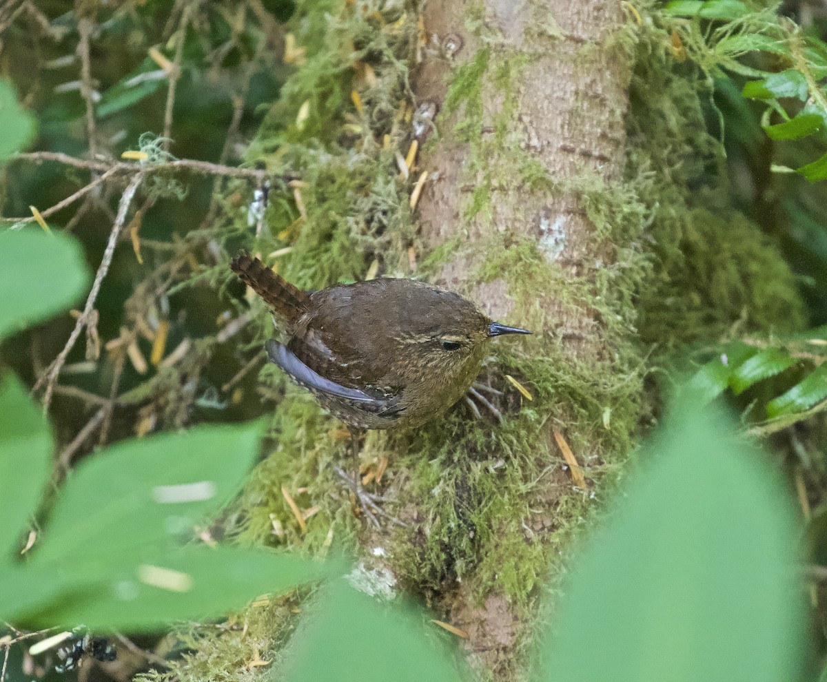 Pacific Wren - ML607621781