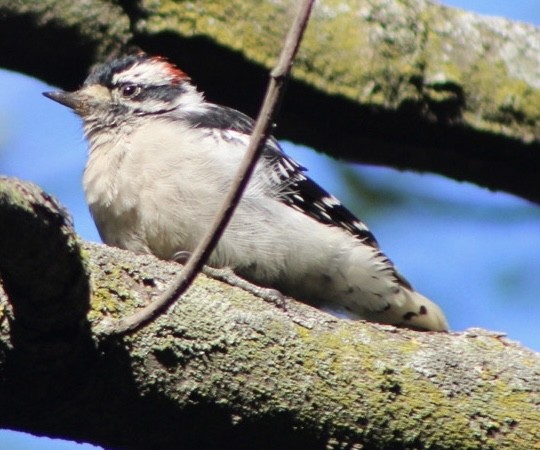 Downy Woodpecker - ML607622111