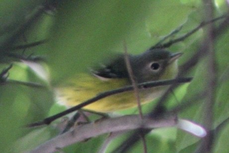 Magnolia Warbler - G Stacks