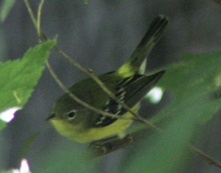 Magnolia Warbler - ML607622351