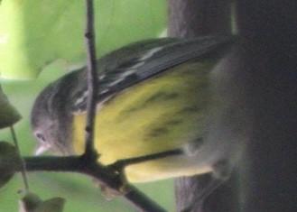 Magnolia Warbler - ML607622371