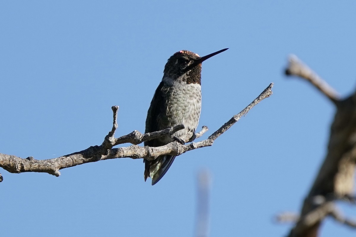 Anna's Hummingbird - ML607623101