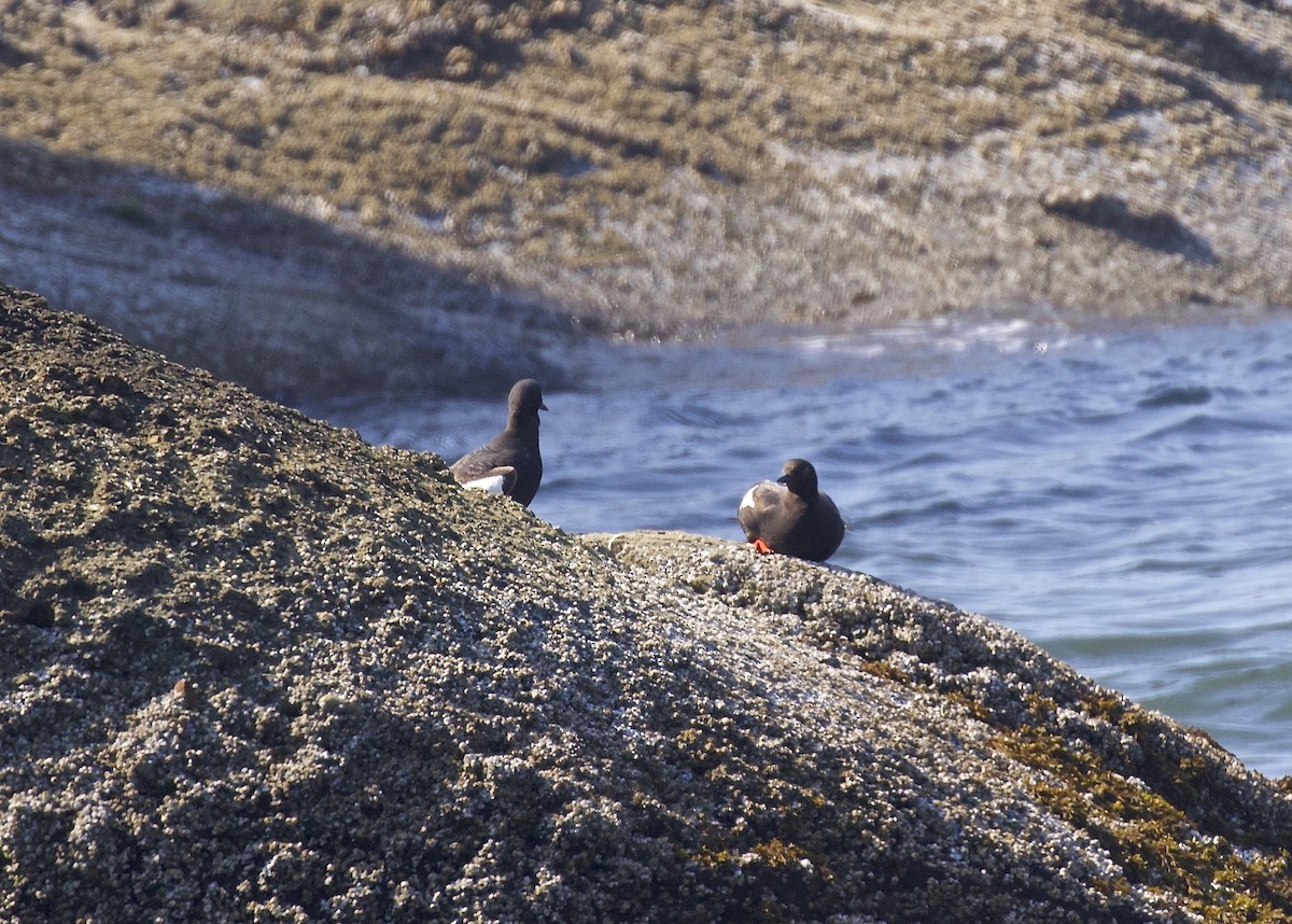 Pigeon Guillemot - ML607623241