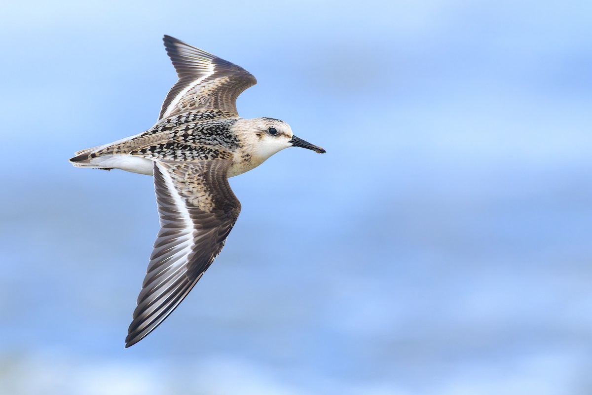 Sanderling - ML607623271