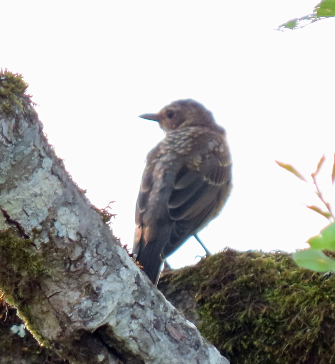 American Robin - ML607623421