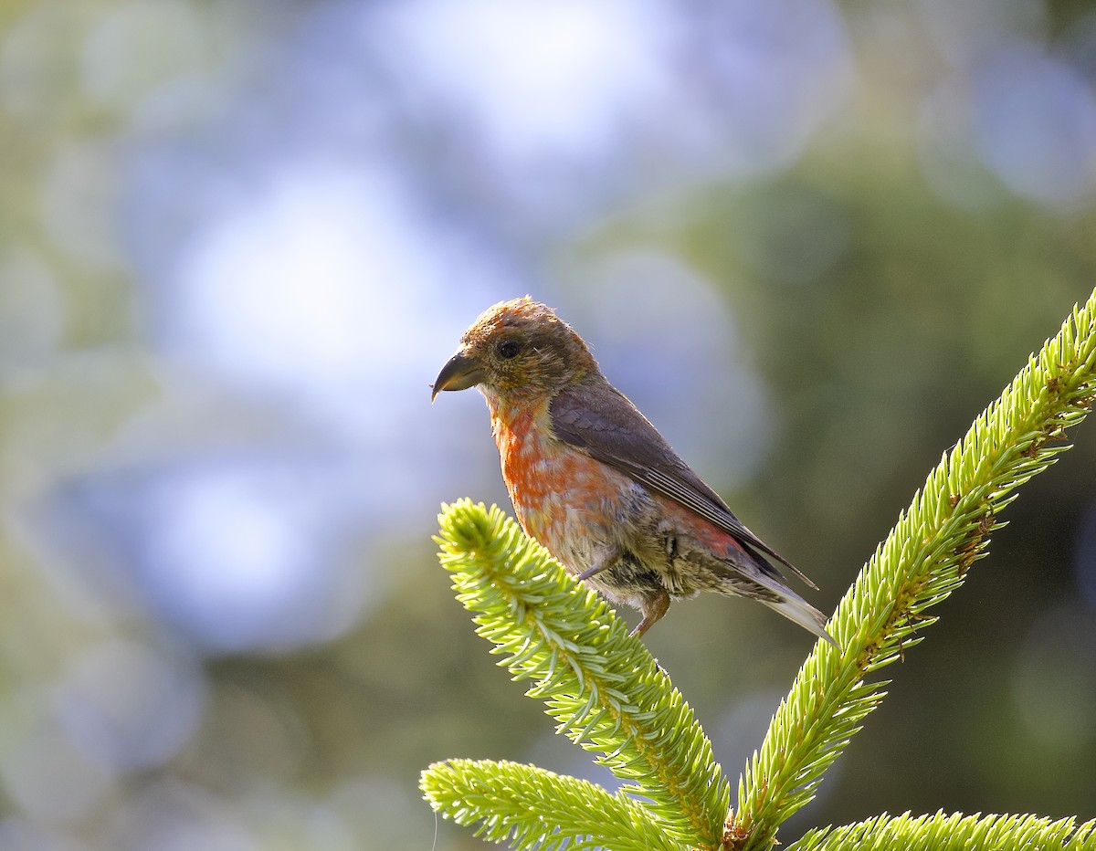 Red Crossbill - ML607624491