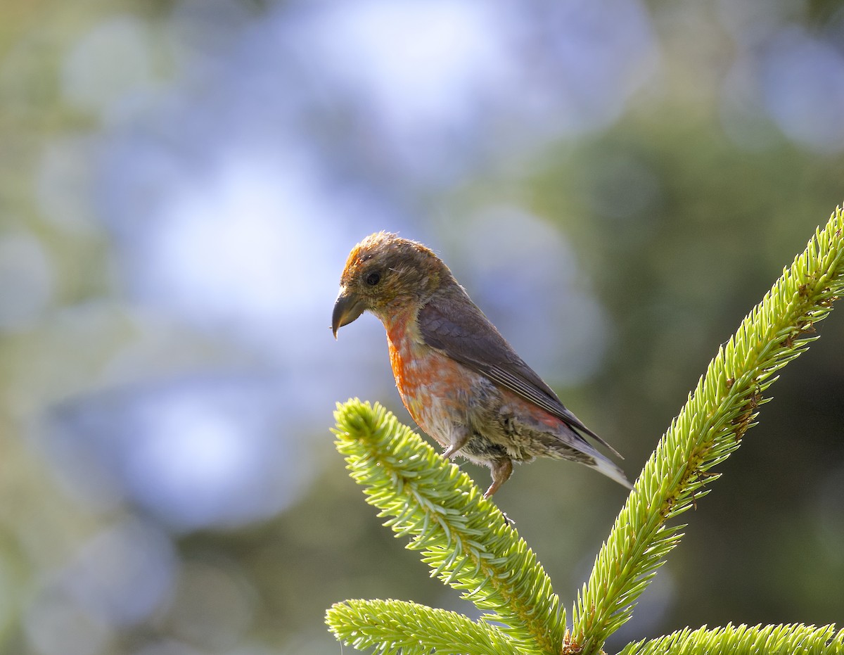 Red Crossbill - ML607624511