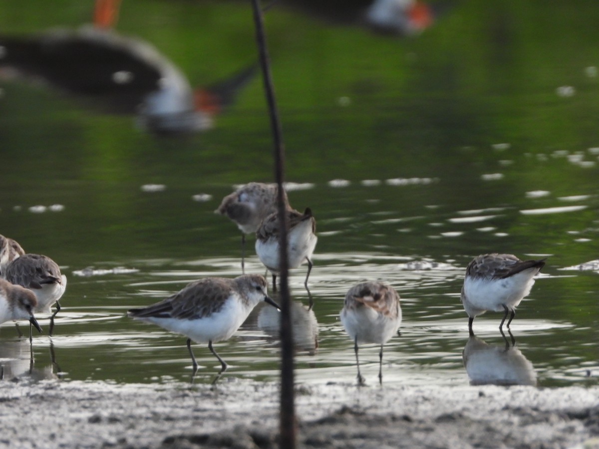 Western Sandpiper - ML607624841