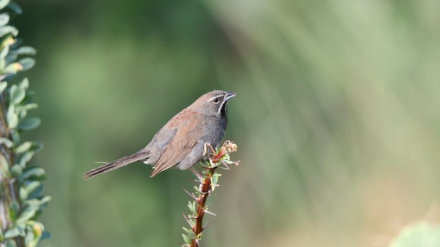 Five-striped Sparrow - ML607624891