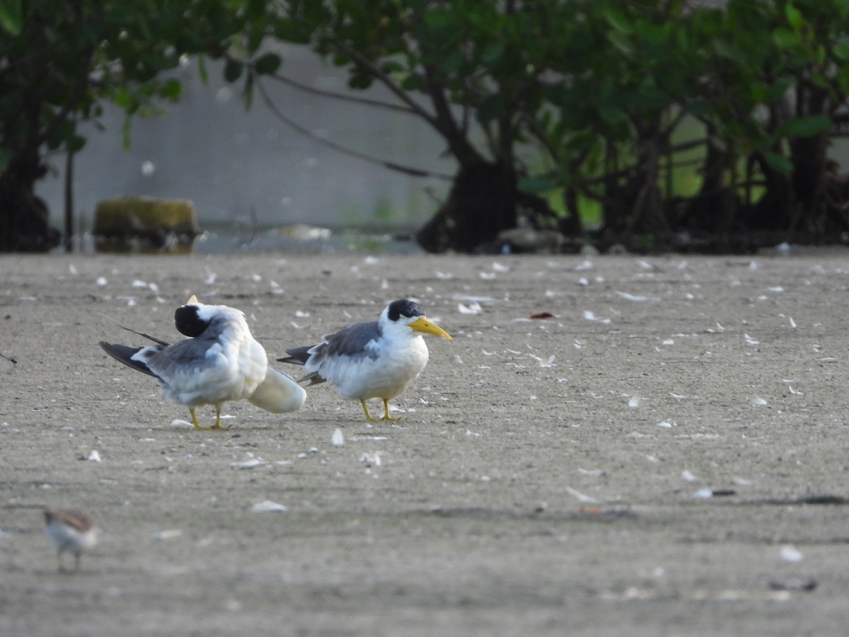 Large-billed Tern - Danilo Góngora