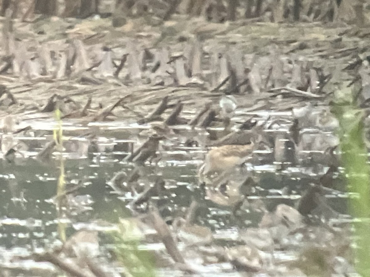 Short-billed Dowitcher - ML607625511