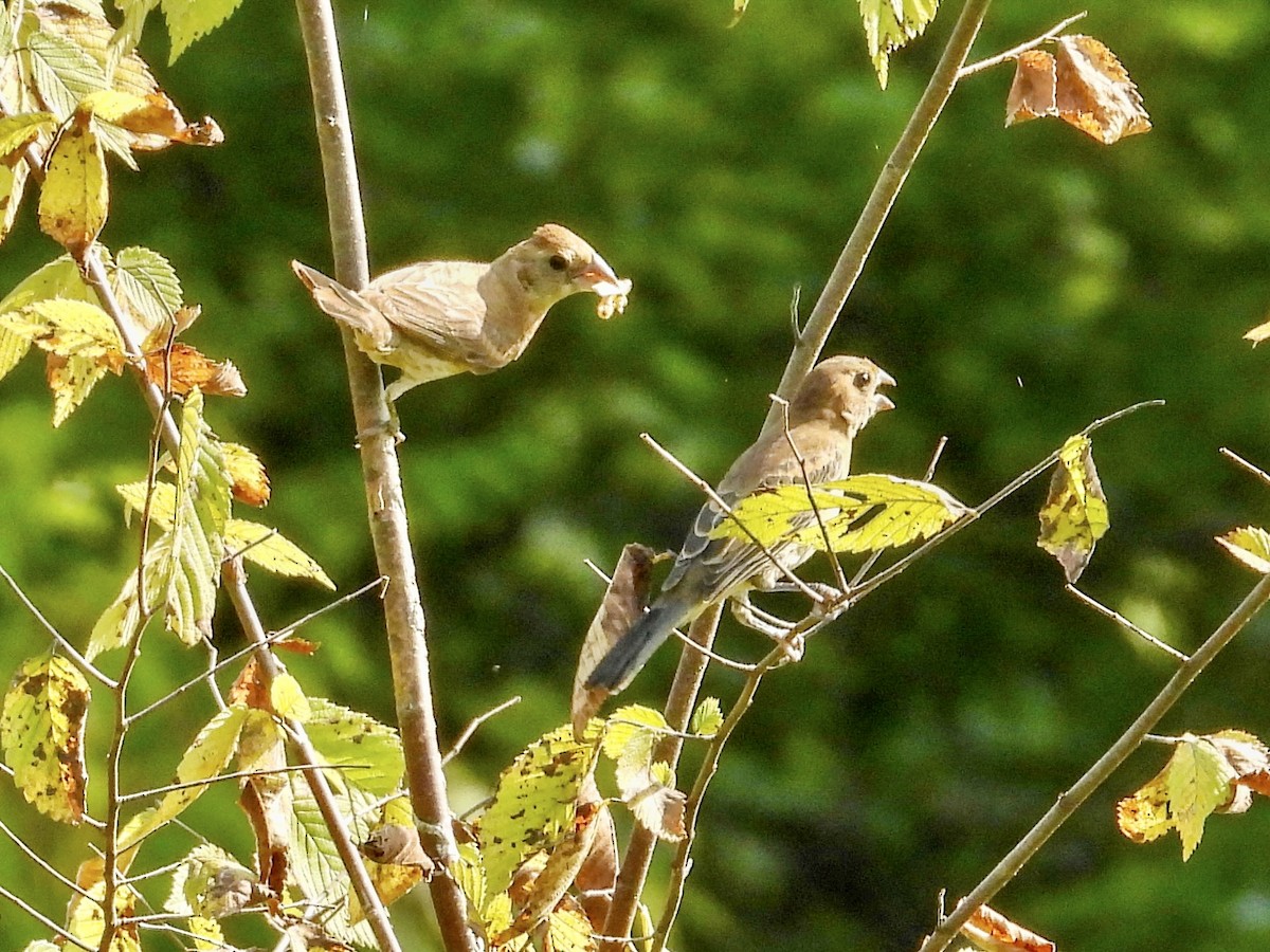 Blue Grosbeak - ML607625661