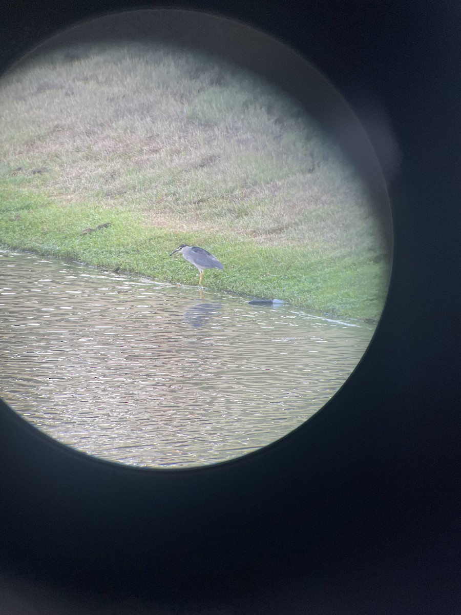 Black-crowned Night Heron - ML607626191