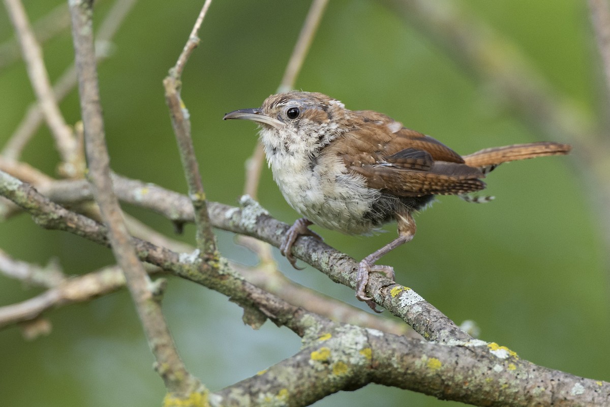 Carolina Wren - ML607627901