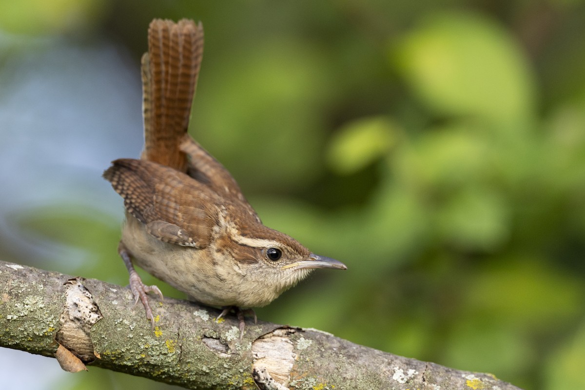 Carolina Wren - ML607627991