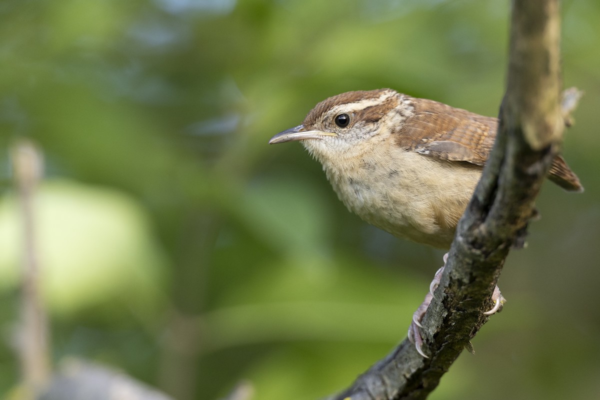 Carolina Wren - ML607628011