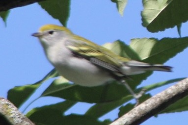 Chestnut-sided Warbler - ML607628091