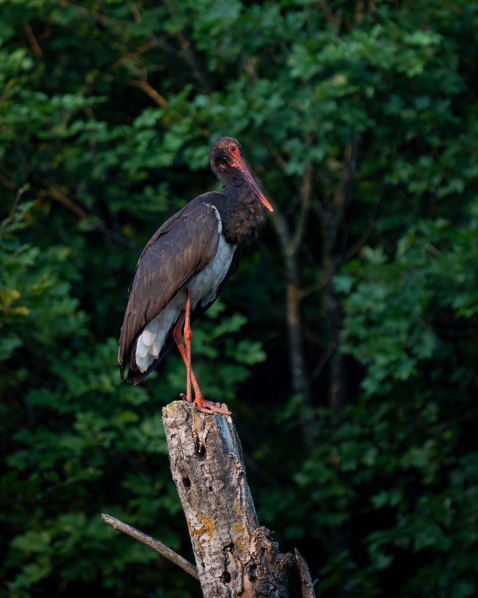 Black Stork - Calin Andronescu