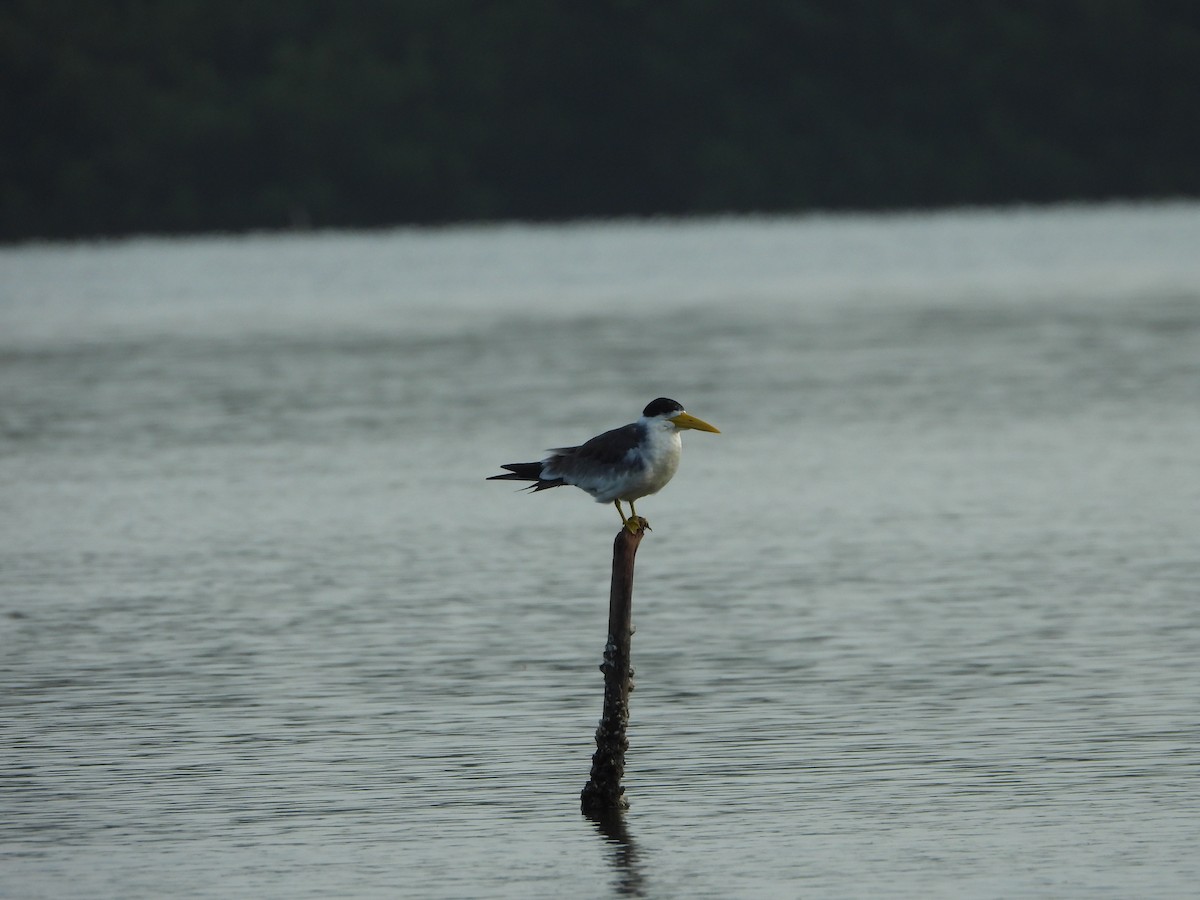 Large-billed Tern - ML607628451