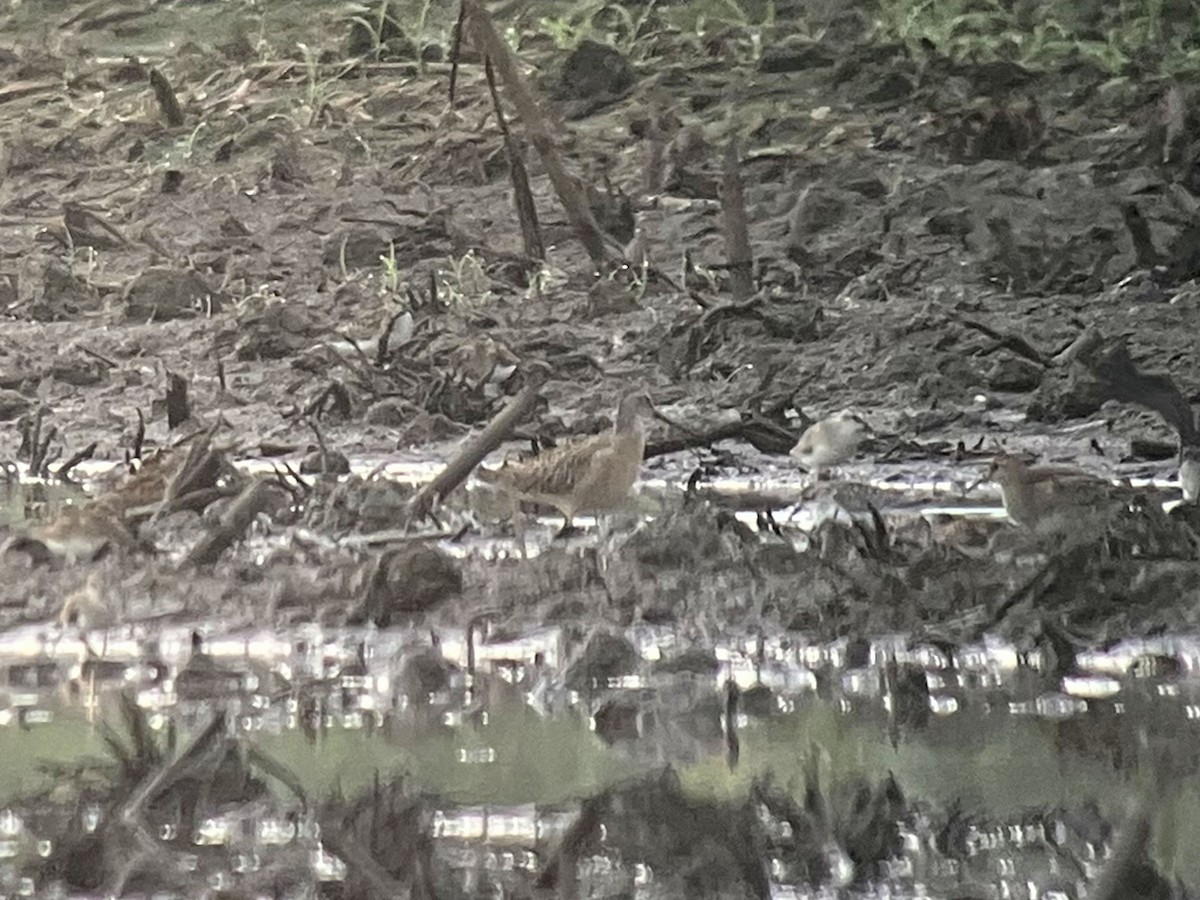 Short-billed Dowitcher - ML607628471