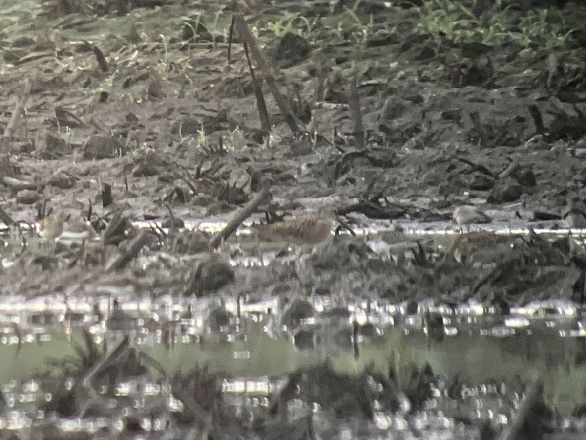 Short-billed Dowitcher - ML607628491