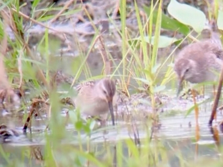 Stilt Sandpiper - ML607628631